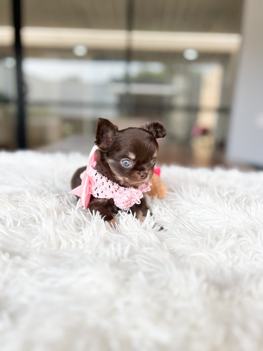 Mini Violeta